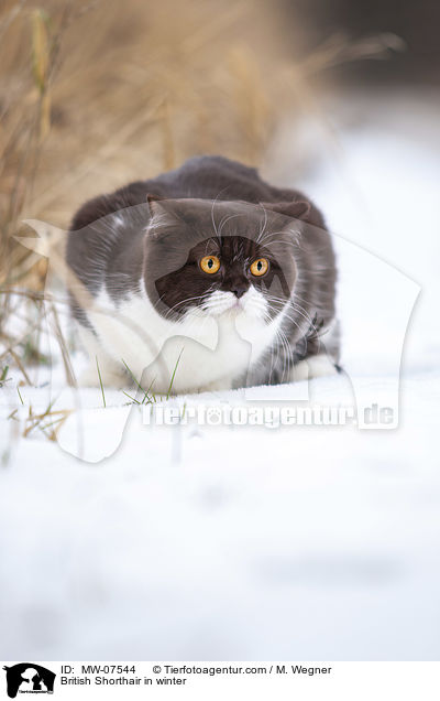 Britisch Kurzhaar im Winter / British Shorthair in winter / MW-07544