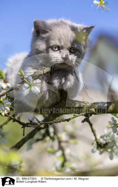 British Longhair Kitten / MW-07563