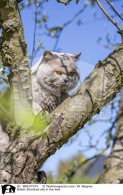 British Shorthair sits in the tree / MW-07574
