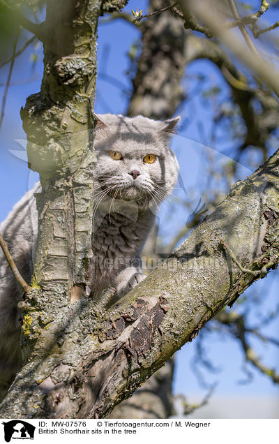 British Shorthair sits in the tree / MW-07576