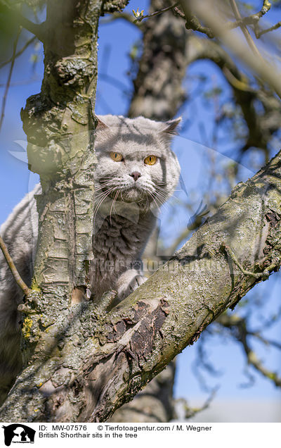Britisch Kurzhaar sitzt im Baum / British Shorthair sits in the tree / MW-07576