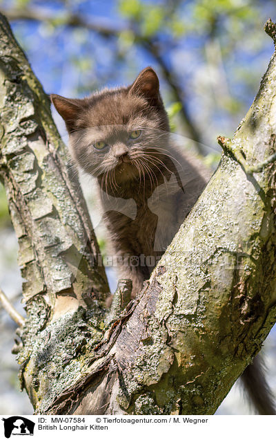 British Longhair Kitten / MW-07584
