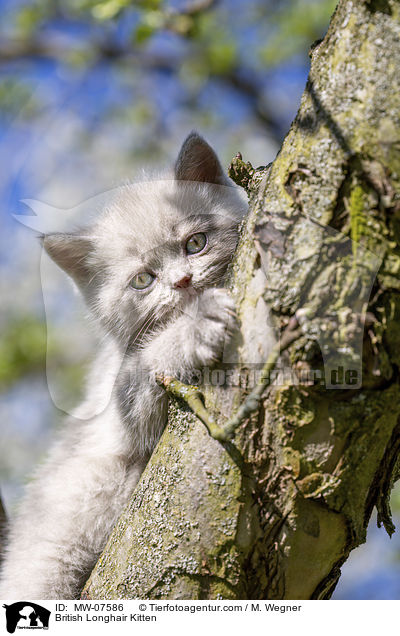 British Longhair Kitten / MW-07586