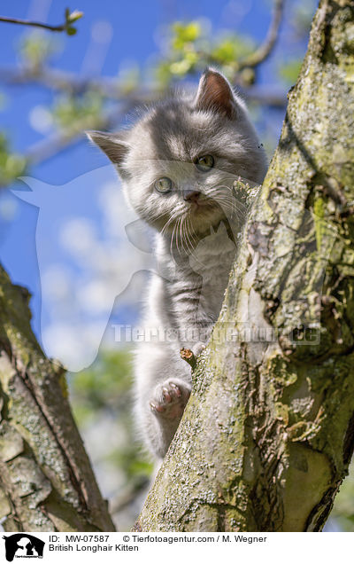 British Longhair Kitten / MW-07587
