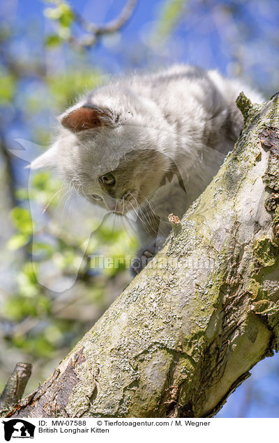 British Longhair Kitten / MW-07588
