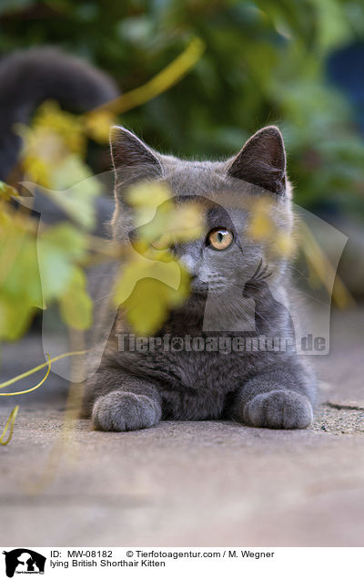 lying British Shorthair Kitten / MW-08182