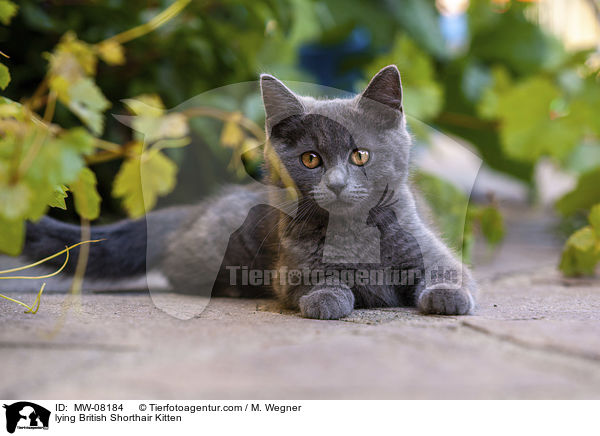 lying British Shorthair Kitten / MW-08184