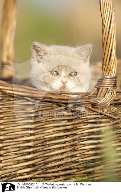 Britisch Kurzhaar Ktzchen im Krbchen / British Shorthair Kitten in the basket / MW-08210