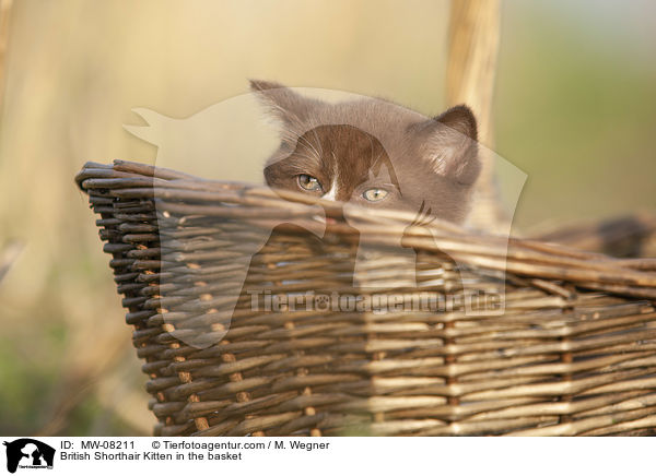Britisch Kurzhaar Ktzchen im Krbchen / British Shorthair Kitten in the basket / MW-08211