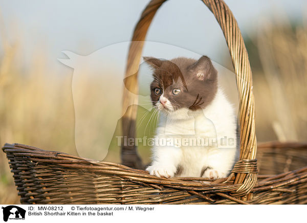 Britisch Kurzhaar Ktzchen im Krbchen / British Shorthair Kitten in the basket / MW-08212