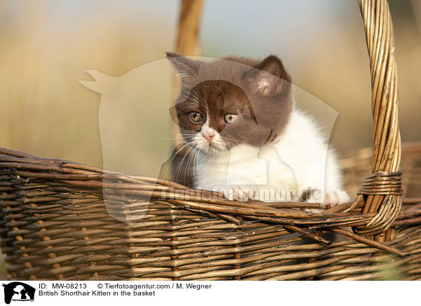 Britisch Kurzhaar Ktzchen im Krbchen / British Shorthair Kitten in the basket / MW-08213
