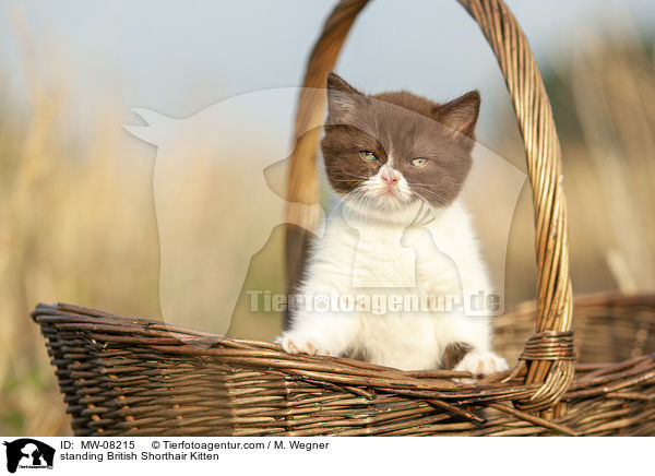 stehendes Britisch Kurzhaar Ktzchen / standing British Shorthair Kitten / MW-08215