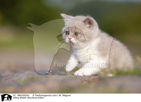 sitzendes Britisch Kurzhaar Ktzchen / sitting British Shorthair Kitten / MW-08240