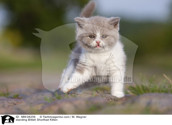 stehendes Britisch Kurzhaar Ktzchen / standing British Shorthair Kitten / MW-08256