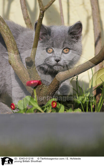young British Shorthair / EHO-01216