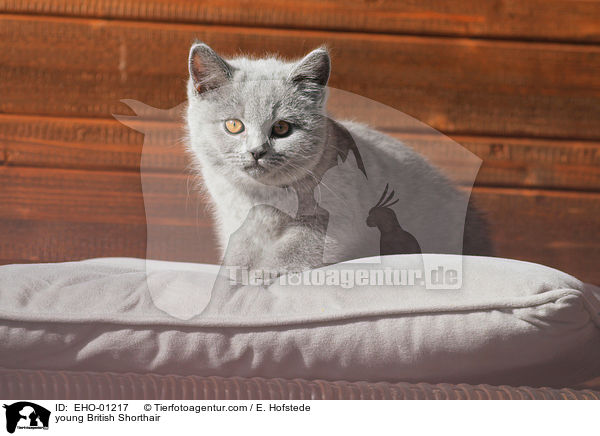 young British Shorthair / EHO-01217