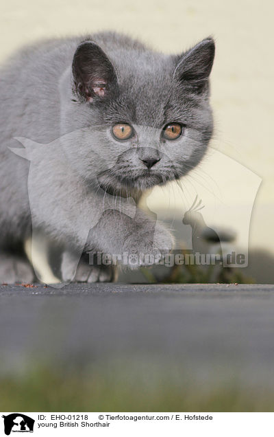 young British Shorthair / EHO-01218