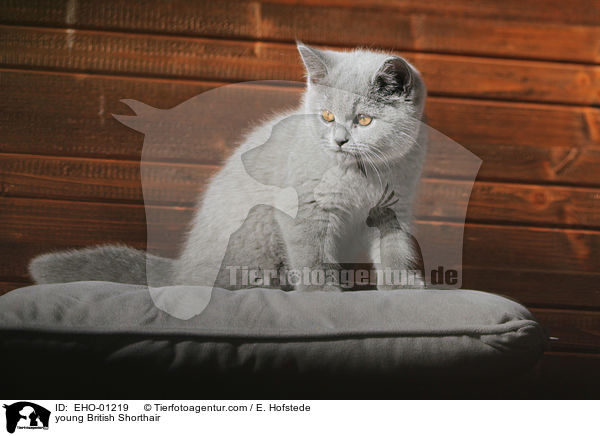 young British Shorthair / EHO-01219