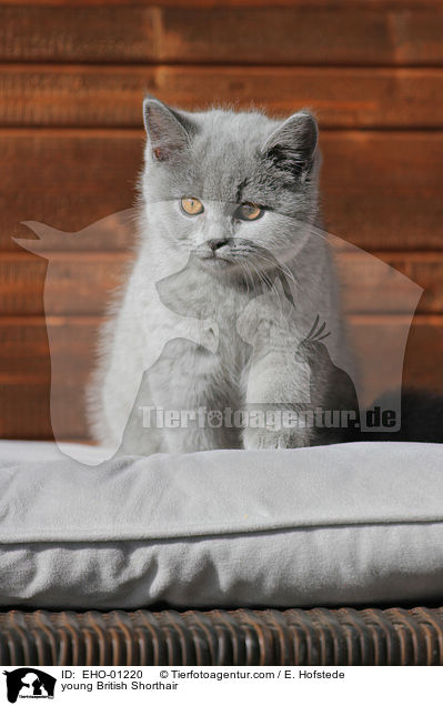 young British Shorthair / EHO-01220