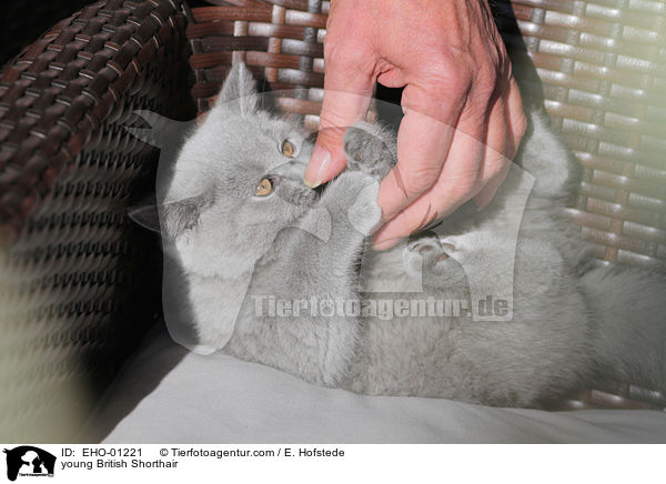 young British Shorthair / EHO-01221