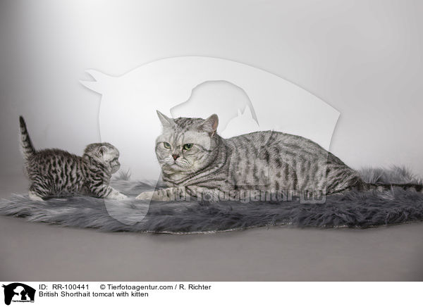 Britisch Kurzhaar Kater mit Ktzchen / British Shorthait tomcat with kitten / RR-100441