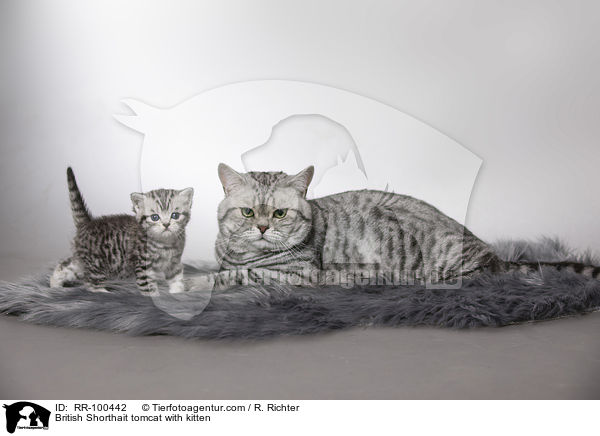 Britisch Kurzhaar Kater mit Ktzchen / British Shorthait tomcat with kitten / RR-100442