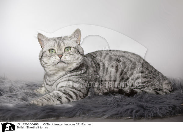 Britisch Kurzhaar Kater / British Shorthait tomcat / RR-100460
