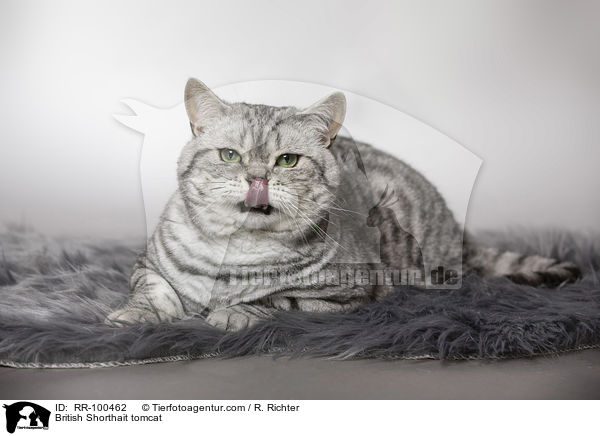 Britisch Kurzhaar Kater / British Shorthait tomcat / RR-100462