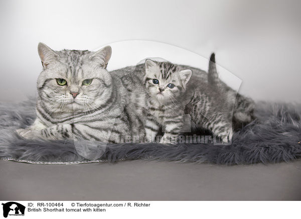 Britisch Kurzhaar Kater mit Ktzchen / British Shorthait tomcat with kitten / RR-100464