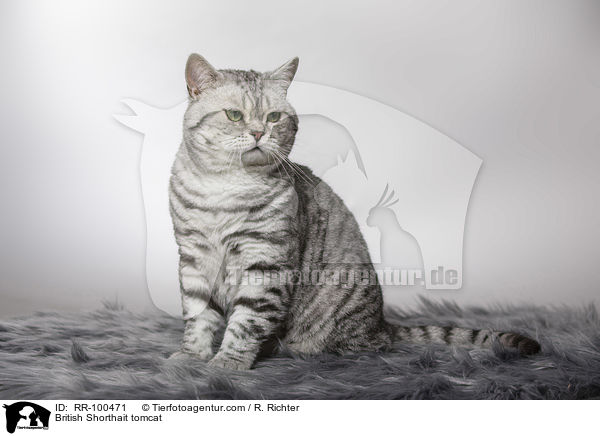 Britisch Kurzhaar Kater / British Shorthait tomcat / RR-100471