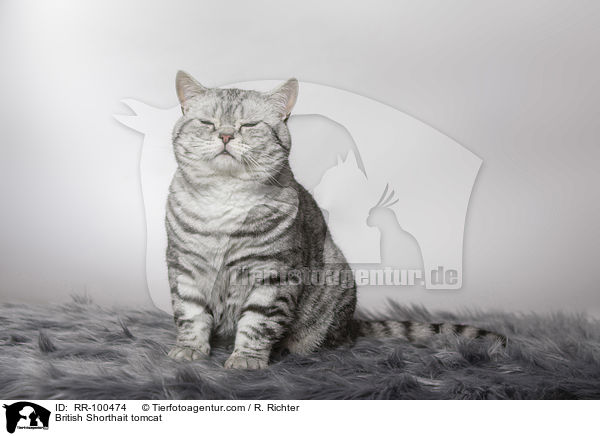 Britisch Kurzhaar Kater / British Shorthait tomcat / RR-100474