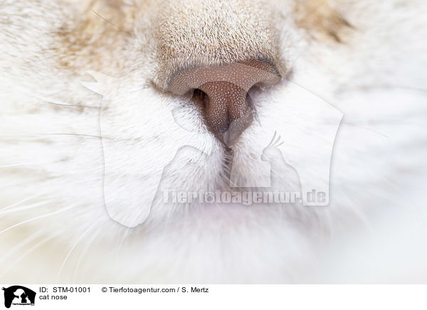 cat nose / STM-01001