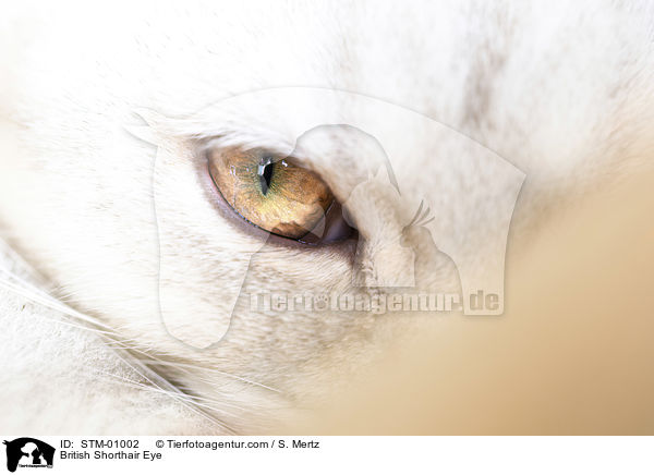 Britisch Kurzhaar Auge / British Shorthair Eye / STM-01002
