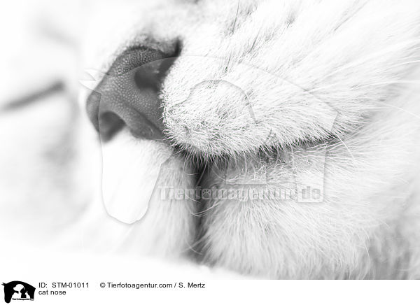 cat nose / STM-01011