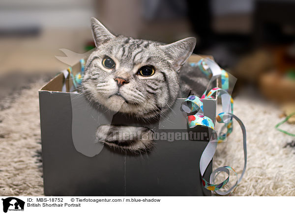 Britisch Kurzhaar Portrait / British Shorthair Portrait / MBS-18752
