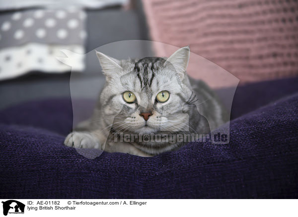liegende Britisch Kurzhaar / lying British Shorthair / AE-01182