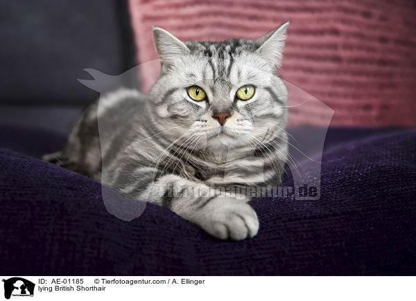 lying British Shorthair / AE-01185