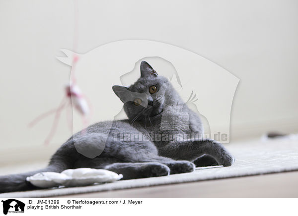 playing British Shorthair / JM-01399
