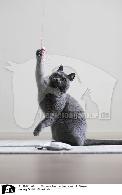 playing British Shorthair / JM-01400