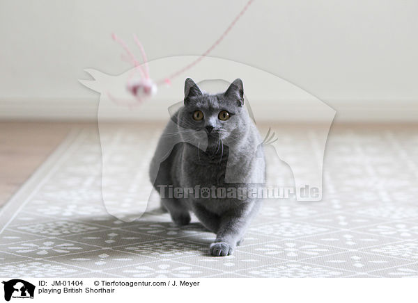 spielende Britisch Kurzhaar / playing British Shorthair / JM-01404