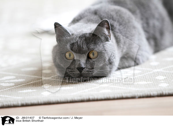 blue British Shorthair / JM-01407