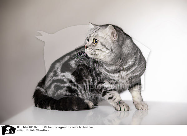 sitzende Britisch Kurzhaar / sitting British Shorthair / RR-101073