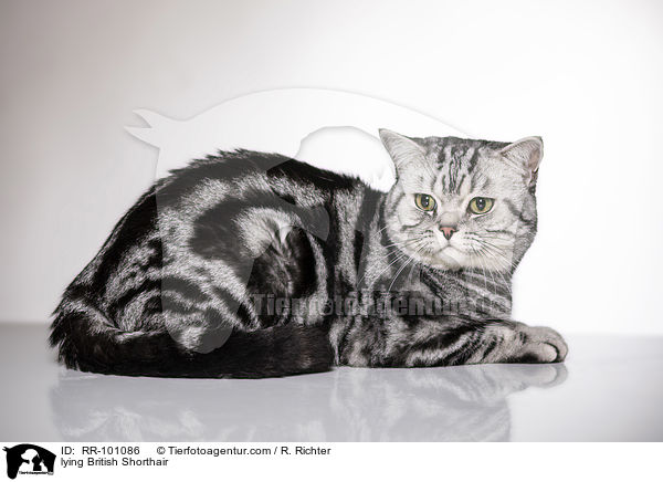 liegende Britisch Kurzhaar / lying British Shorthair / RR-101086