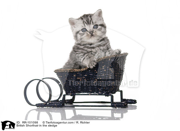 Britisch Kurzhaar im Schlitten / British Shorthair in the sledge / RR-101098