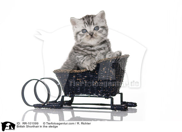 Britisch Kurzhaar im Schlitten / British Shorthair in the sledge / RR-101099