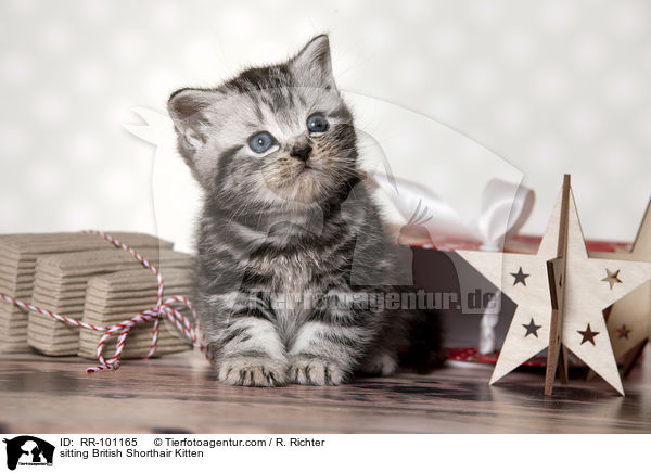 sitzendes Britisch Kurzhaar Ktzchen / sitting British Shorthair Kitten / RR-101165