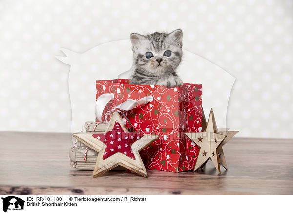 Britisch Kurzhaar Ktzchen / British Shorthair Kitten / RR-101180