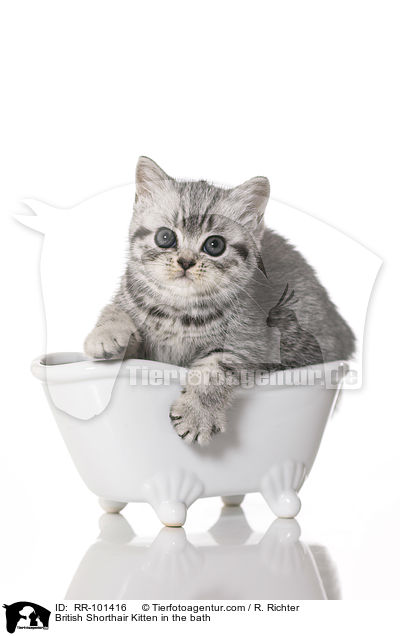 Britisch Kurzhaar Ktzchen in der Badewanne / British Shorthair Kitten in the bath / RR-101416
