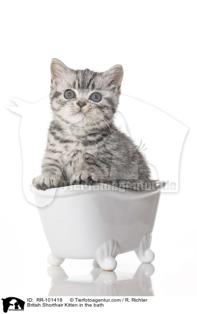 Britisch Kurzhaar Ktzchen in der Badewanne / British Shorthair Kitten in the bath / RR-101418