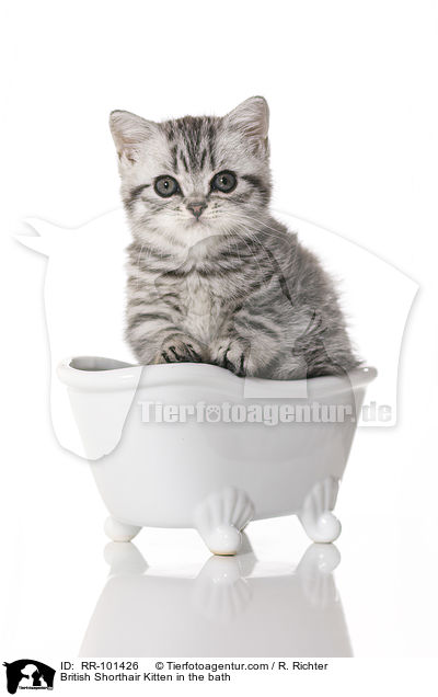 Britisch Kurzhaar Ktzchen in der Badewanne / British Shorthair Kitten in the bath / RR-101426